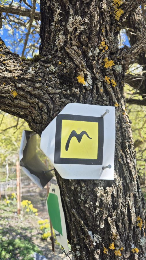 טרק המנליון